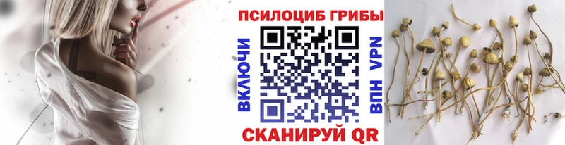 Псилоцибиновые грибы Magic Shrooms  Володарск 